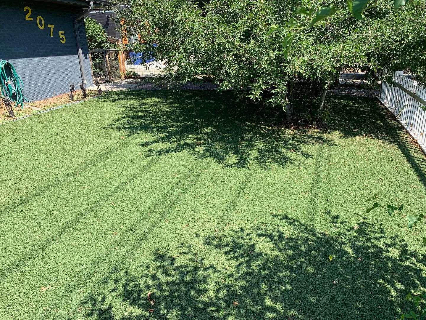 Front yard at the Lakewood duplex